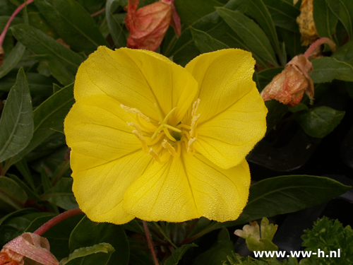 Oenothera macrocarpa