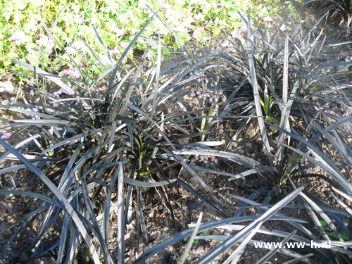 Ophiopogon planiscapus - Klik op de afbeelding om het venster te sluiten