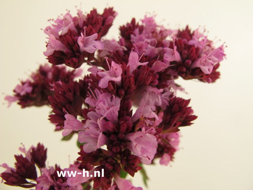 Origanum