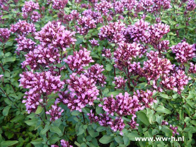 Origanum laevigatum 'Herrenhausen'