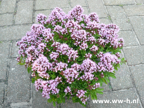 Origanum vulgare 'Compactum'