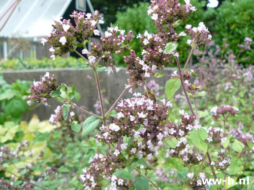 Origanum vulgare Wilde Marjolein