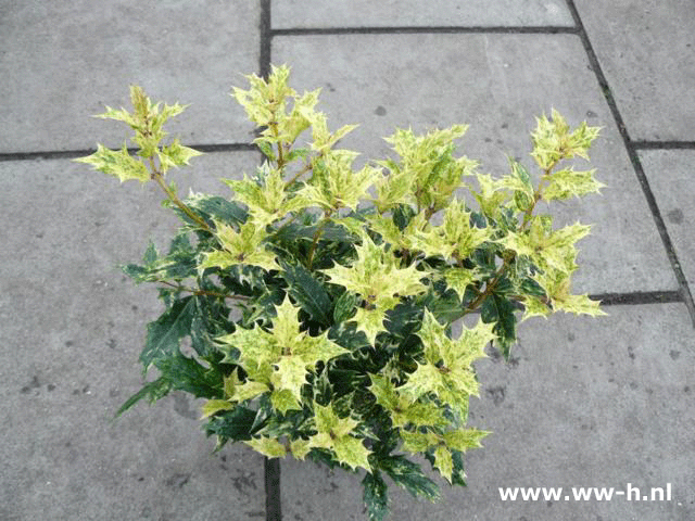 Osmanthus heterophyllus 'Goshiki' (syn O h tricolor) v.a. 4.99 - Klik op de afbeelding om het venster te sluiten