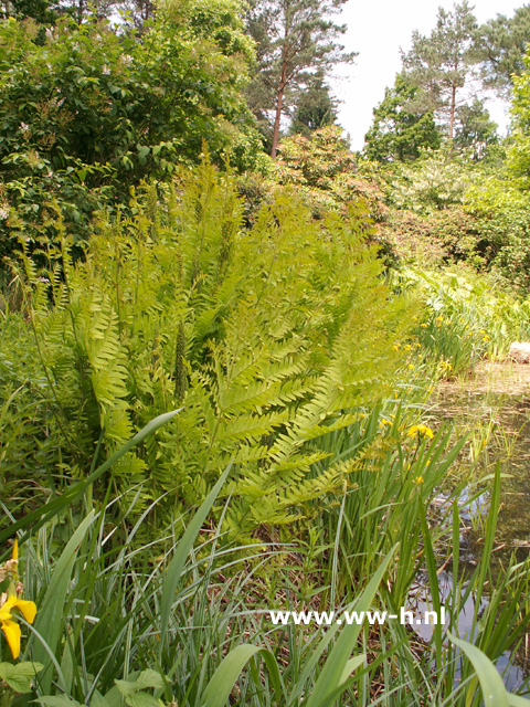 Osmunda regalis - Klik op de afbeelding om het venster te sluiten