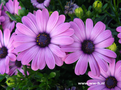 Osteospermum ecklonis paars Spaanse margriet