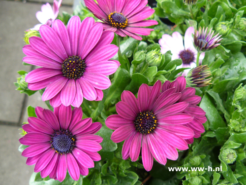 Osteospermum ecklonis purper Spaanse margriet