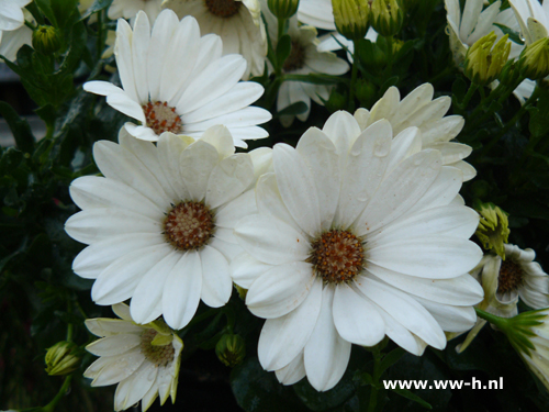 Osteospermum ecklonis wit Spaanse margriet - Klik op de afbeelding om het venster te sluiten