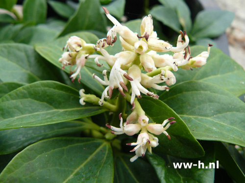 Pachysandra terminalis - Klik op de afbeelding om het venster te sluiten