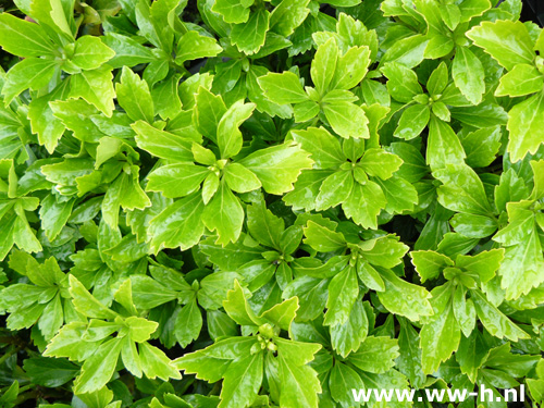 Pachysandra terminalis