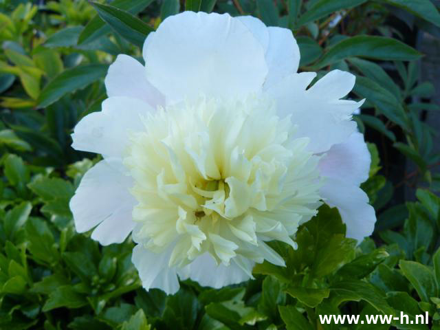 Paeonia