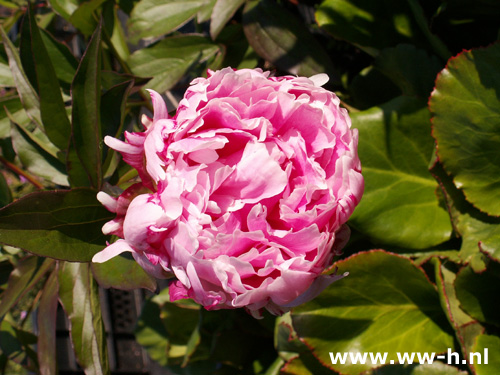 Paeonia officinalis - Klik op de afbeelding om het venster te sluiten