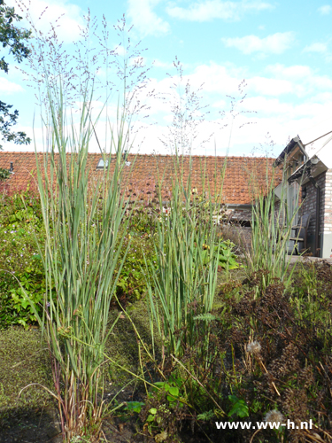 Panicum virgatum 'Heavy Metal' - Klik op de afbeelding om het venster te sluiten