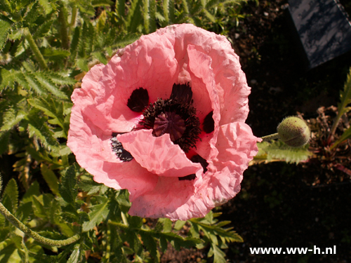 Papaver orientale 'Prinzessin Victoria Luise' - Klik op de afbeelding om het venster te sluiten