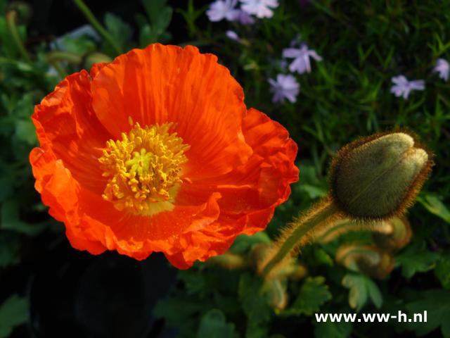 Papaver nudicaule