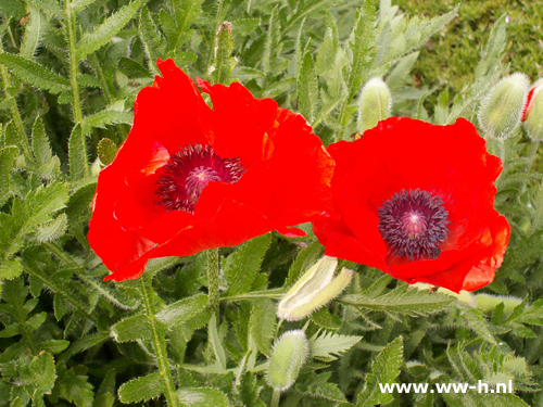 Papaver orientale - Klik op de afbeelding om het venster te sluiten