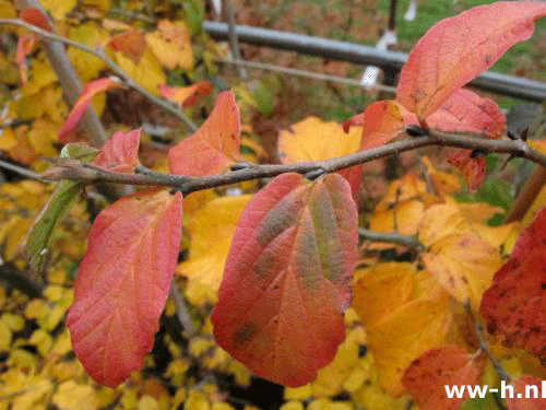 Parrotia persica - Klik op de afbeelding om het venster te sluiten