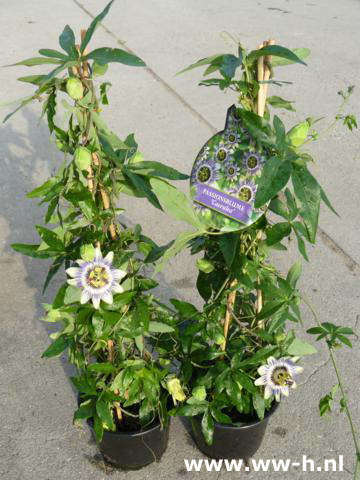 Passiflora caerulea Passiebloem v.a. 3.99 - Klik op de afbeelding om het venster te sluiten