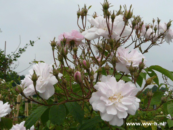 Paul's Himalayan Musk' - Klik op de afbeelding om het venster te sluiten