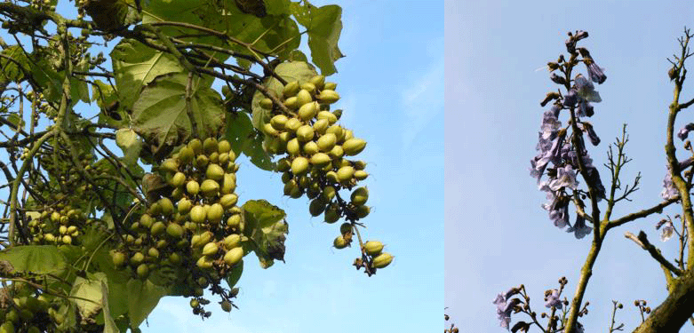 Paulownia tomentosa - Klik op de afbeelding om het venster te sluiten