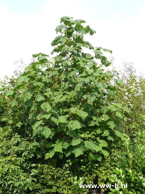 Paulownia tomentosa - Klik op de afbeelding om het venster te sluiten