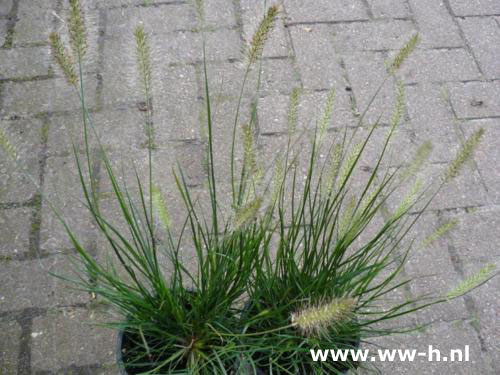 Pennisetum alopecurioides 'Hameln ' 3.99 - Klik op de afbeelding om het venster te sluiten