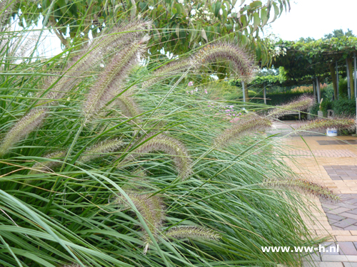 Pennisetum alopecuroides