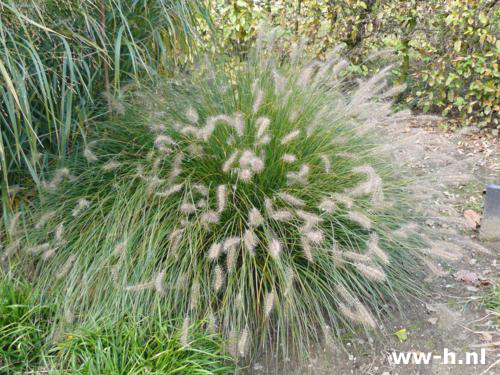 Pennisetum alopecuroides - Klik op de afbeelding om het venster te sluiten