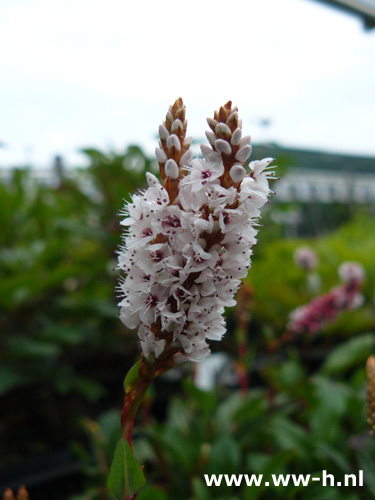 Persicaria affinis