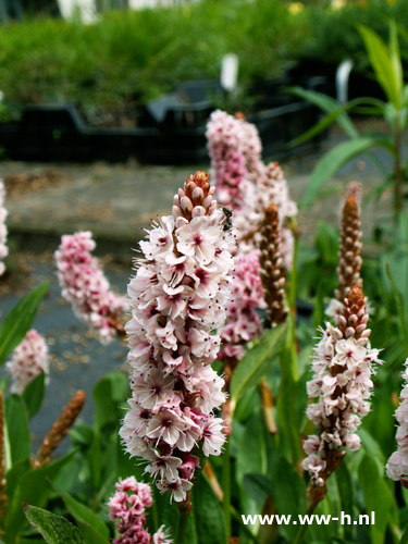 Persicaria affinis