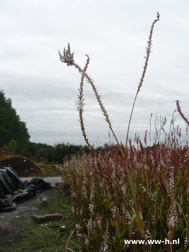 Persicaria amplexicaulis