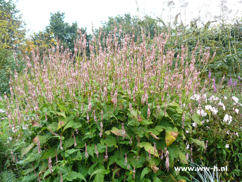 Persicaria amplexicaulis - Klik op de afbeelding om het venster te sluiten