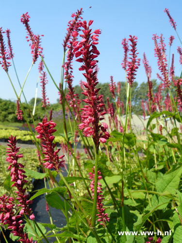 Persicaria amplexicaulis