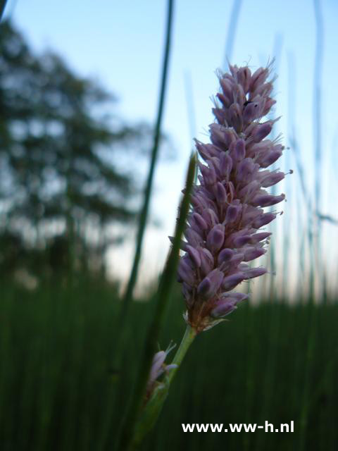 Persicaria bistorta - Klik op de afbeelding om het venster te sluiten