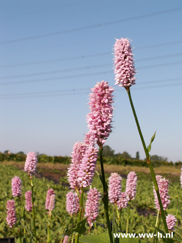 Persicaria bistorta - Klik op de afbeelding om het venster te sluiten