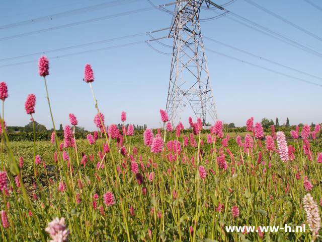 Persicaria sphaerostachium - Klik op de afbeelding om het venster te sluiten