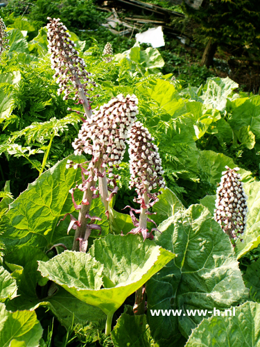 Petasites hybridus