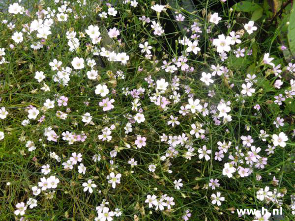 Petrorhagia saxifraga - Klik op de afbeelding om het venster te sluiten