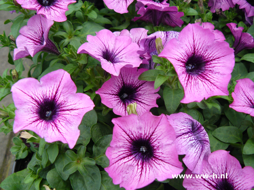 Petunia Blauw