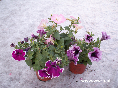 Petunia Surfina Paars