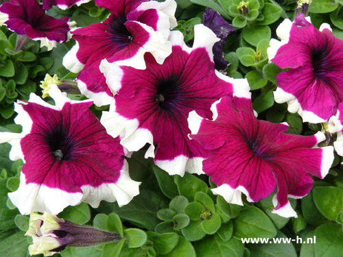 Petunia Surfina Paars