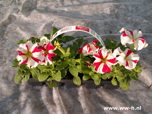 Petunia Surfina rood