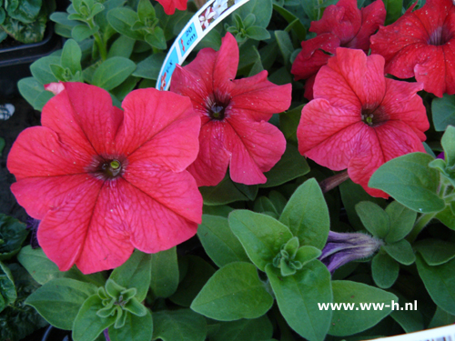 Petunia Surfina rood