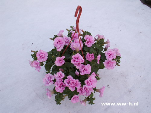 Petunia Surfina Roze gevuld