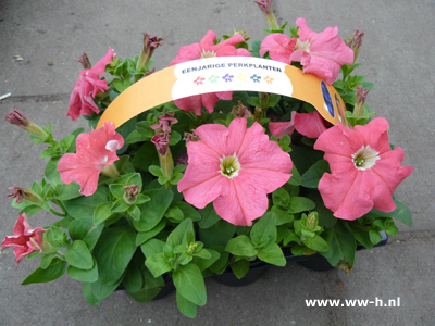 Petunia sixpack 2,50 ; 3 sixpacks voor 6,00 Petunia sixpack 2,50 ; 3 sixpacks voor 6,00
