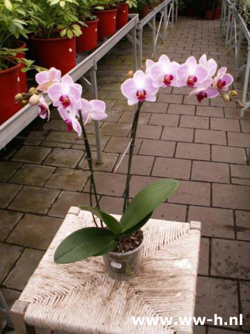 Phalaenopsis - Klik op de afbeelding om het venster te sluiten