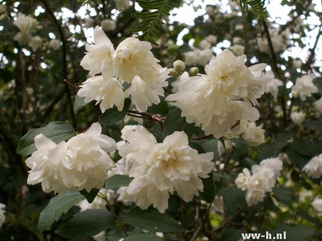Philadelphus 'Virginal' Philadelphus 'Virginal'