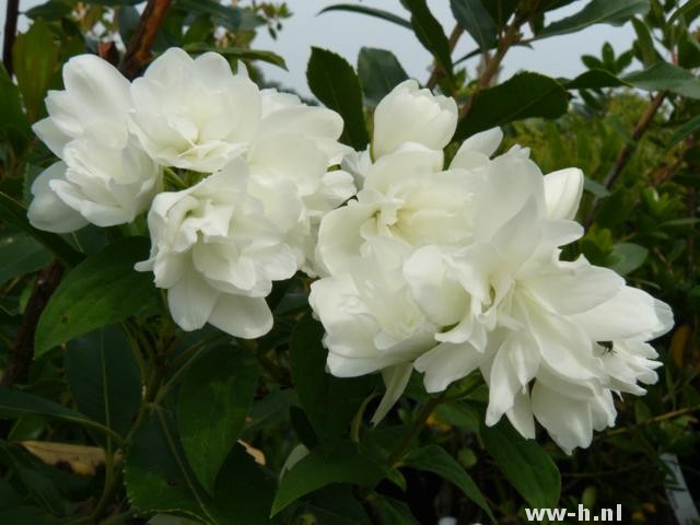 Philadelphus 'Snowbelle' Philadelphus 'Snowbelle'