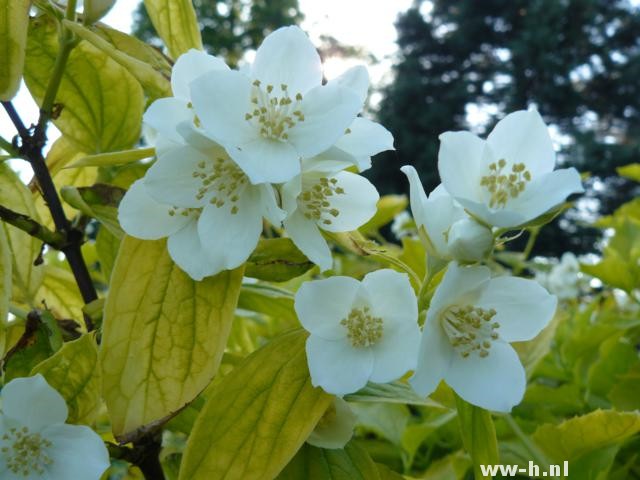 Philadelphus coronarius 'Aureus'