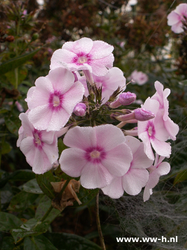 Phlox