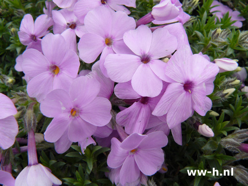 Phlox